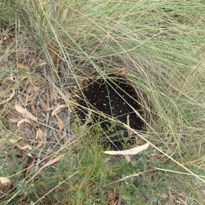 Tachyglossus aculeatus (Short-beaked Echidna) at Aranda, ACT - 22 Feb 2022 by CathB