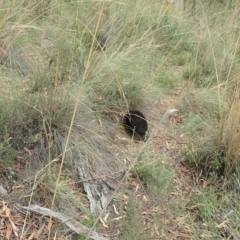 Tachyglossus aculeatus at Aranda, ACT - 22 Feb 2022 04:08 PM