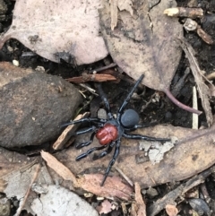 Missulena occatoria (Red-headed Mouse Spider) at Black Mountain - 6 Jun 2021 by Pirom