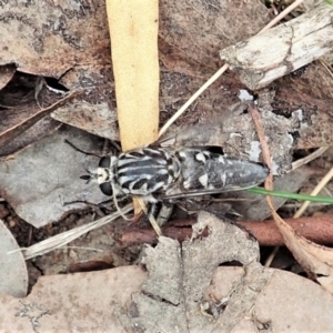 Apiocera moerens at Aranda, ACT - 22 Feb 2022 03:26 PM