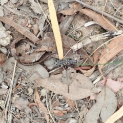 Apiocera moerens at Aranda, ACT - 22 Feb 2022 03:26 PM