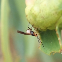 Braconidae sp. (family) (Unidentified braconid wasp) at Aranda, ACT - 22 Feb 2022 by CathB