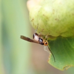 Braconidae (family) at Aranda, ACT - 22 Feb 2022