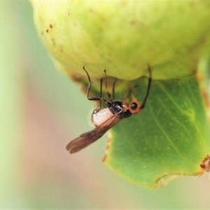 Braconidae (family) at Aranda, ACT - 22 Feb 2022