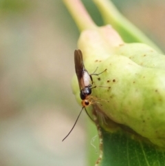 Braconidae (family) at Aranda, ACT - 22 Feb 2022