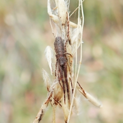 Synalus angustus (Narrow crab spider) at Aranda Bushland - 22 Feb 2022 by CathB