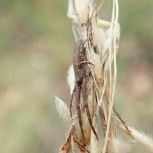 Synalus angustus at Aranda, ACT - 22 Feb 2022