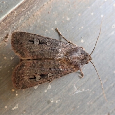 Agrotis infusa (Bogong Moth, Common Cutworm) at Cook, ACT - 21 Feb 2022 by CathB