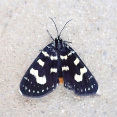 Phalaenoides tristifica (Willow-herb Day-moth) at Aranda Bushland - 19 Feb 2022 by CathB