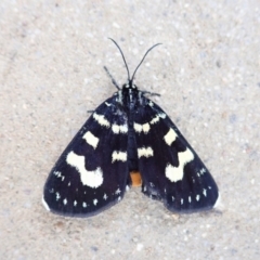 Phalaenoides tristifica (Willow-herb Day-moth) at Cook, ACT - 19 Feb 2022 by CathB