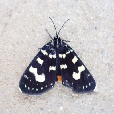 Phalaenoides tristifica (Willow-herb Day-moth) at Cook, ACT - 19 Feb 2022 by CathB