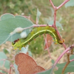 Opodiphthera eucalypti (Emperor Gum Moth) at Aranda Bushland - 22 Feb 2022 by CathB