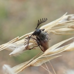 Euctenia sp. (genus) (Wedge-shaped beetle) at Aranda Bushland - 22 Feb 2022 by CathB