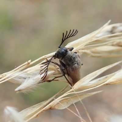 Euctenia sp. (genus) (Wedge-shaped beetle) at Aranda Bushland - 22 Feb 2022 by CathB