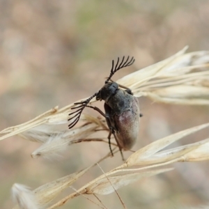 Euctenia sp. (genus) at Aranda, ACT - 22 Feb 2022