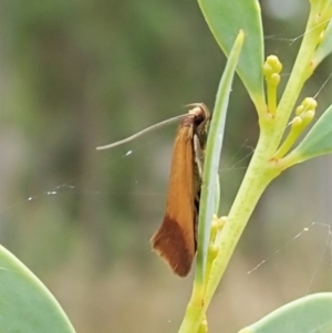 Phauloplana illuta at Molonglo Valley, ACT - 24 Feb 2022