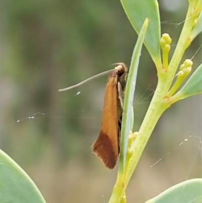 Phauloplana illuta (A concealer moth) at Aranda Bushland - 24 Feb 2022 by CathB
