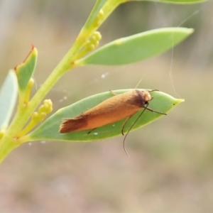 Phauloplana illuta at Molonglo Valley, ACT - 24 Feb 2022