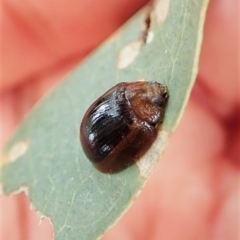 Paropsisterna cloelia (Eucalyptus variegated beetle) at Cook, ACT - 24 Feb 2022 by CathB