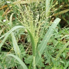 Panicum capillare/hillmanii (Exotic/Invasive Panic Grass) at Aranda Bushland - 24 Feb 2022 by CathB
