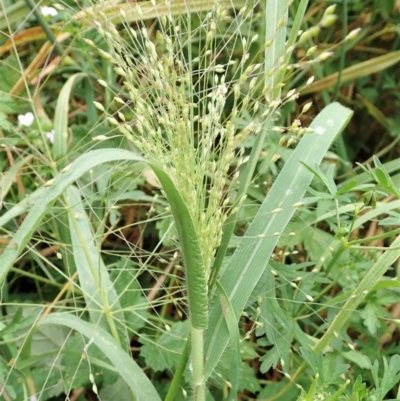 Panicum capillare/hillmanii (Exotic/Invasive Panic Grass) at Molonglo Valley, ACT - 24 Feb 2022 by CathB