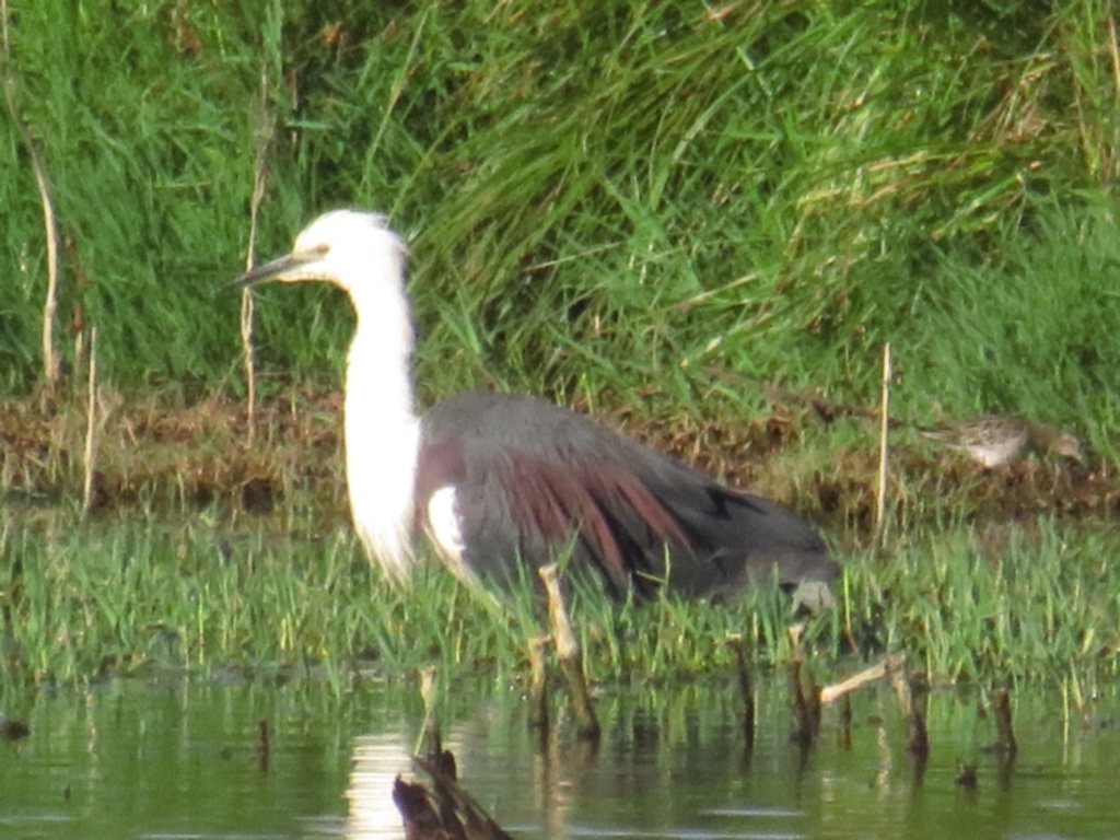 Ardea pacifica at Fyshwick, ACT - 16 Jan 2021