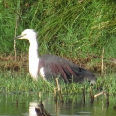 Ardea pacifica (White-necked Heron) at Fyshwick, ACT - 15 Jan 2021 by tom.tomward@gmail.com