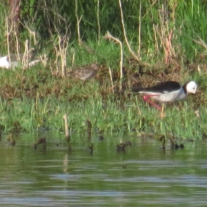 Himantopus leucocephalus at Fyshwick, ACT - 16 Jan 2021