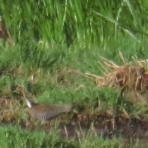 Porzana fluminea at Fyshwick, ACT - 16 Jan 2021