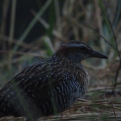 Gallirallus philippensis (Buff-banded Rail) at Watson, ACT - 24 Jan 2021 by BenW