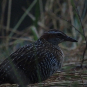 Gallirallus philippensis at Watson, ACT - 24 Jan 2021 06:23 AM