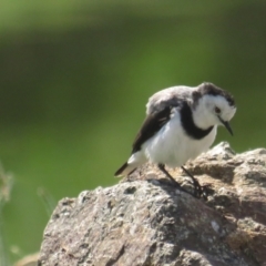 Epthianura albifrons (White-fronted Chat) at Molonglo Valley, ACT - 6 Mar 2021 by tom.tomward@gmail.com