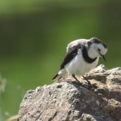 Epthianura albifrons (White-fronted Chat) at Molonglo Valley, ACT - 7 Mar 2021 by BenW