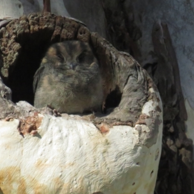 Aegotheles cristatus (Australian Owlet-nightjar) at ANBG - 27 Mar 2021 by tom.tomward@gmail.com