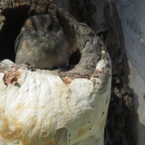 Aegotheles cristatus at Acton, ACT - 28 Mar 2021 09:25 AM