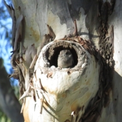 Aegotheles cristatus at Acton, ACT - 28 Mar 2021 09:25 AM