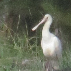 Platalea flavipes (Yellow-billed Spoonbill) at Isabella Pond - 6 Apr 2021 by tom.tomward@gmail.com