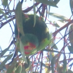 Lathamus discolor (Swift Parrot) at Jerrabomberra, ACT - 24 Apr 2021 by tom.tomward@gmail.com