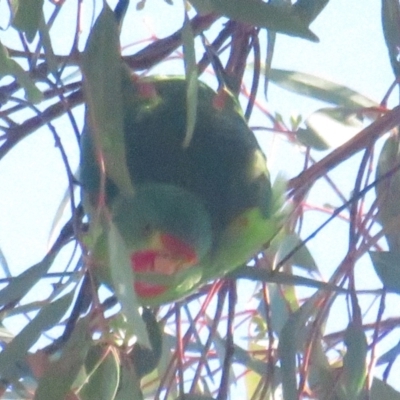 Lathamus discolor (Swift Parrot) at Callum Brae - 24 Apr 2021 by tom.tomward@gmail.com
