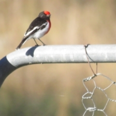 Petroica goodenovii (Red-capped Robin) at Tennent, ACT - 25 Apr 2021 by BenW