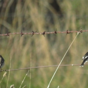 Petroica goodenovii at Tennent, ACT - 25 Apr 2021