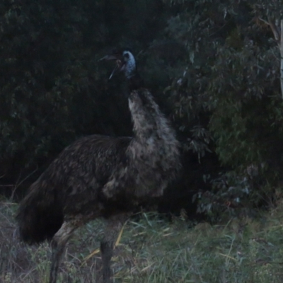 Dromaius novaehollandiae (Emu) at Cotter River, ACT - 4 Apr 2021 by BenW