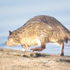 Hydromys chrysogaster (Rakali or Water Rat) at Lake Burley Griffin West - 29 Apr 2021 by tom.tomward@gmail.com