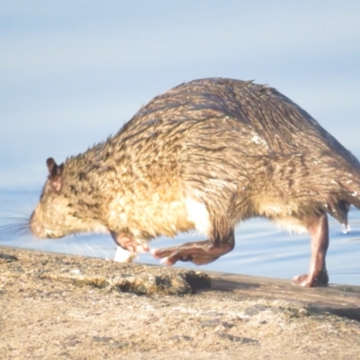 Hydromys chrysogaster (Rakali or Water Rat) at Lake Burley Griffin West - 29 Apr 2021 by tom.tomward@gmail.com