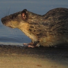 Hydromys chrysogaster at Yarralumla, ACT - 29 Apr 2021