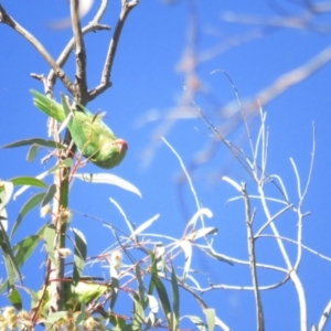 Glossopsitta concinna at Hackett, ACT - 22 May 2021