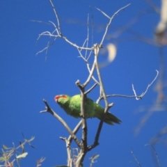 Glossopsitta concinna at Hackett, ACT - 22 May 2021 11:28 AM