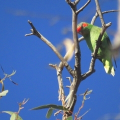 Glossopsitta concinna at Hackett, ACT - 22 May 2021