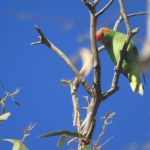 Glossopsitta concinna at Hackett, ACT - 22 May 2021