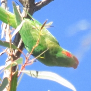 Glossopsitta concinna at Hackett, ACT - 22 May 2021